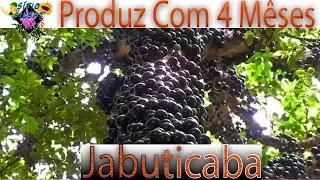 JABUTICABEIRA PRODUZ COM 4 MÊSES #CultivodePlantas