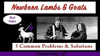 5 Common Problems and Solutions:  Newborn Lambs and Goat Kids