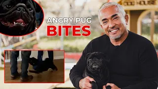 REACTING TO WHEN AN ANGRY PUG BIT ME! (featuring Gio!)