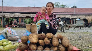 Harvest giant Yam underground Go to the market to sell - Make dumplings from Yam | Cook every day