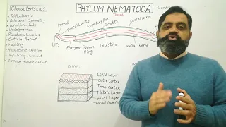 Phylum Nematoda Urdu /Hindi medium @prof.masoodfuzail |Round worms | Nematodes | Amphids |