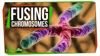 What Happens If You Fuse All Your Chromosomes? | SciShow News