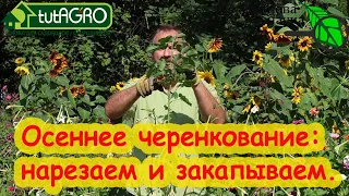 ОСЕННЕЕ ЧЕРЕНКОВАНИЕ РОЗ. Укоренение ваших любимых сортов. Зачем покупать, если можно размножать?