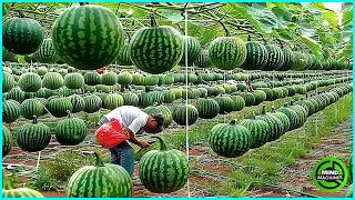 The Most Modern Agriculture Machines That Are At Another Level,How To Harvest Watermelons In Farm▶19