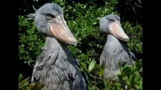 The Majestic Shoebill