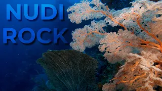 Stunning Reef in Misool. Nudi Rock Dive Site