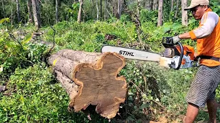 The most powerfull chainsaw in the world STIHL MS 881 - cut dry teak trees