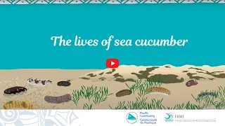 Sea cucumbers and beche-de-mer in the Pacific Islands: The lives of sea cucumber