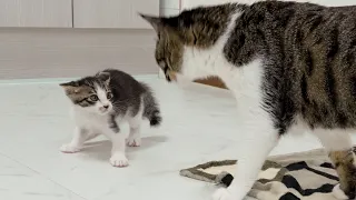 The Little Kitten Tries to Fight a Cat that is 10 Times Bigger │ Episode.4
