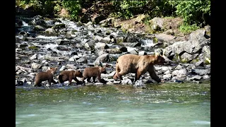 Alaska Bear Viewing at Redoubt Bay Lodge