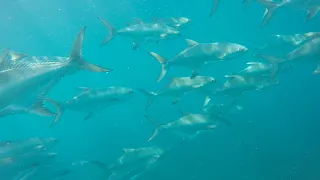 Spearfishing - Selective Angling  in the Western Cape