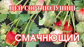 ЯК ДОСТИГАЄ МОЯ ПОЛУНИЦЯ