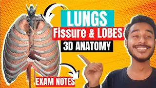 Lungs fissure and lobes anatomy | Mediastinal surface of lungs anatomy