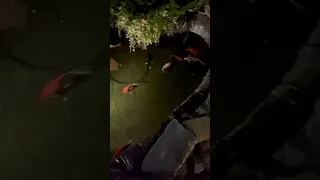 Beautiful koi pond#viral #animals #funny #fish #shorts