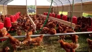 Portable Laying Hen Hoophouse