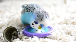 Budgie Sounds [Talking to the mirror]