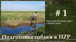 Приучение собак к водным угодьям