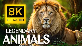 8K LEGENDARY Animals - Uncover the Mesmerizing World of 8K Animal Footage