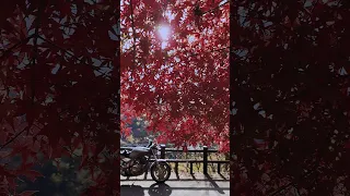 『天ヶ瀬ダム』展望台の紅葉🍁…京都府宇治市