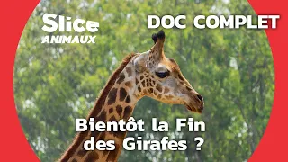 Les Girafes, une Espèce Menacée I SLICE ANIMAUX | DOC COMPLET