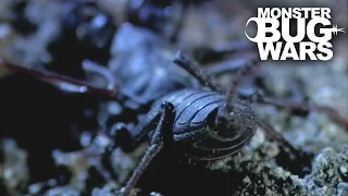 Stripe Tailed Centipede vs  Vinegaroon | MONSTER BUG WARS