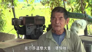 【生物防治】猛禽出任務｜放老鷹趕麻雀 (我們的島 第785集 2014-12-01)