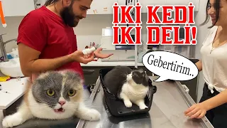 2 DELİ KEDİ BİR VİDEODA! 😂 Ağızlarına Geleni Saydılar! 😅 #konuşankedi #inanoğlu