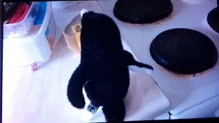 The adelie chef penguin