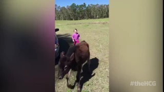 The Cow That Thinks It's a Dog