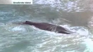 Dead whale attracts sharks