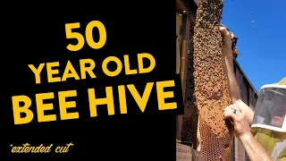 50 Year Old Bee Hive Living Inside Of Their Wall! *Extended Cut*