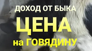 ДОХОД ОТ ПРОДАЖИ БЫКА/ ЦЕНА НА ГОВЯДИНУ ОТКОРМ БЫКОВ НА МЯСО