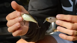 5 Must Have Baits for Fall Bass Fishing