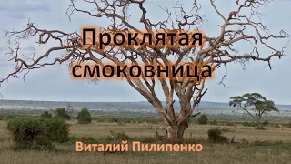 Проклятая смоковница. Виталий Пилипенко