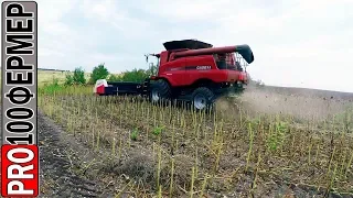 Уборка подсолнечника 2018. Часть 2.