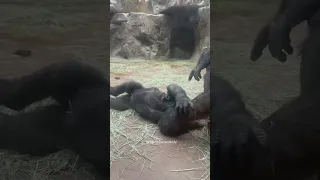 'Play time!': Baby gorilla gets tickled by mom at Fort Worth Zoo