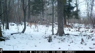 Gray Wolves chasing/killing deer
