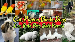 😍Fancy Pigeon❤️Birds🥰Cat💞Dogs😻Low Rate Pets Sale Kerala💛Pravu Valarthal😃Birds farm Kerala😘Pets sale
