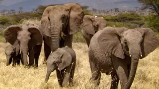 Elephants Take Care of Orphaned Babies | This Wild Life | BBC Earth