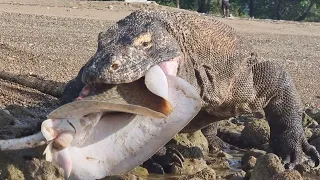 Der Komodowaran Der ALLES Frisst, Was Er Sieht!