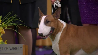 Bull Terriers (Colored) | WKC | Breed Judging 2020