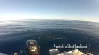 Great White Shark Encounter off Lorne, Victoria, Australia