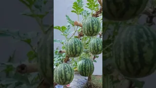 Crazy idea, grow big and sweet watermelons in the gardener's way #grow #garden #shorts #watermelon