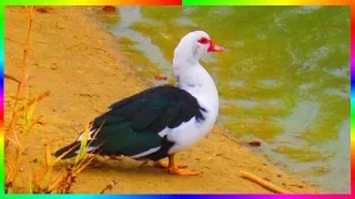 Серая Шейка 21 века Птицы осенью🐦🦆