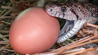 CAUGHT MOM SNAKE EATING HER EGGS!!! WHY?? | BRIAN BARCZYK