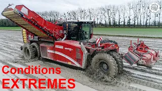 Conditions EXTREMES à l’arrachage de CAROTTES 🥕