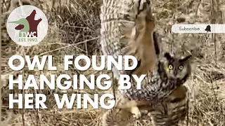 Owl tangled in fishing line needed help