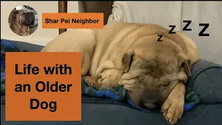 Life with an Older Shar Pei Dog: Some Thoughts and a bit of perspective.