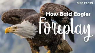 Bald Eagle Facts | Bird Facts | Bald Eagle Mating