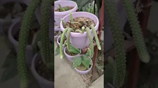 Кактус гул 🌵🌱👍🙂🏜️